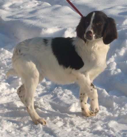 Kleiner Münsterländer im Schnee (Jan. 2010)